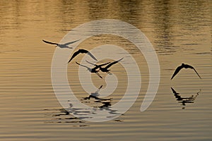 Black-necked Stilts - Himantopus mexicanus - flying over Everglades pond.