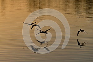 Black-necked Stilts - Himantopus mexicanus - flying over Everglades pond.