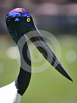 Black-necked stork