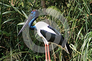 Black-necked stork (Ephippiorhynchus asiaticus)
