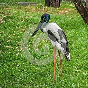 Black-necked Stork, Featherdale Wildlife Park, NSW, Australia