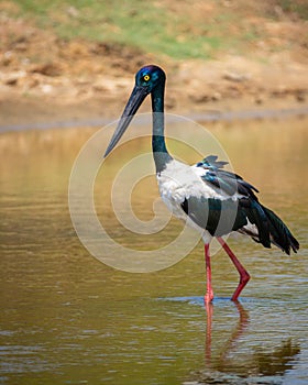 Black-necked Stork foraging at shallow water pond at Yala National Park. Close-up portrait photo of the tallest and rarest bird in