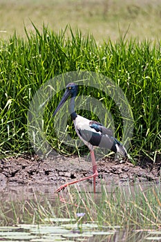 Black-necked Stork - Jabiru - Ephippiorhynchus asiaticus