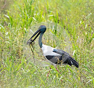 Black- Necked Stork or Jabiru Ephippiorhynchus asiaticus feeding on a long-necked turtle