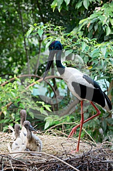 Black-necked Stork and Offspring