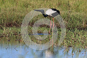 Black-Necked Stork & x28;Ephippiorhynchus asiaticus& x29; Queensland , Australia