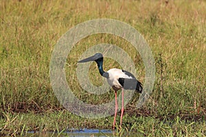 Black-Necked Stork & x28;Ephippiorhynchus asiaticus& x29; Queensland , Australia