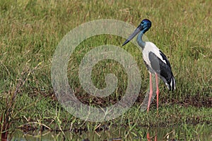 Black-Necked Stork & x28;Ephippiorhynchus asiaticus& x29; Queensland , Australia