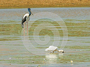 A black-necked stork and royal spoombill wade for food at bird billabong