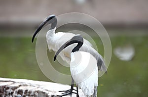 Black necked storks