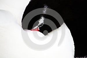 Black-necked swan