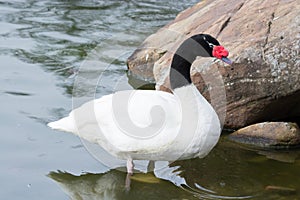 Black necked swan 2