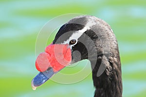 Black-necked swan