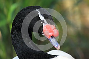 Black-necked swan