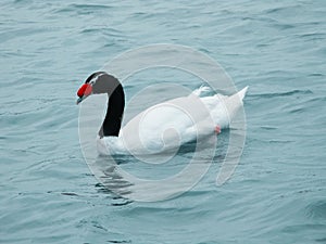 Black necked swan