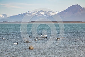 Black-necked Swan in Almirante Montt Gulf in Patagonia - Puerto Natales, Magallanes Region, Chile photo