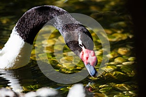 Black-necked swan. Bird and birds. Water world and fauna. Wildlife and zoology