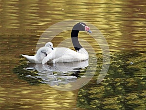 Black Necked Swan with chick