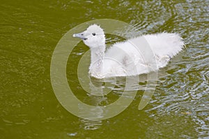 Black-Necked Swan Chick Swimming