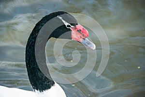 Black necked swan