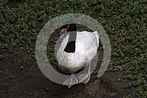 Black Necked Swan Cygnus melancoryphus