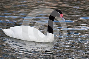 Black-necked Swan, Cygnus melancoryphus