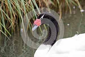 Black necked swan cygnus melancoryphus