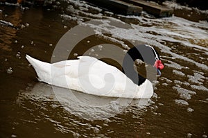 Black-necked Swan Cygnus melancoryphus