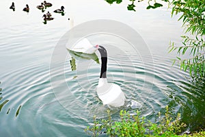 The black-necked swan Cygnus melancoryphus