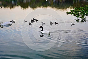 The black-necked swan Cygnus melancoryphus