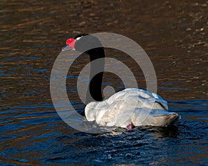 The black-necked swan, Cygnus melancoryphus