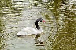 Black necked Swan Cygnus melancoryphus Adult swimming on pond with reeds in background.