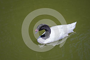 Black-necked swan or Cygnus melancoryphus also known as black-necked swan, has a black head and neck, white body