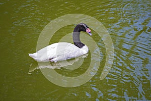 Black-necked swan or Cygnus melancoryphus also known as black-necked swan, has a black head and neck, white body