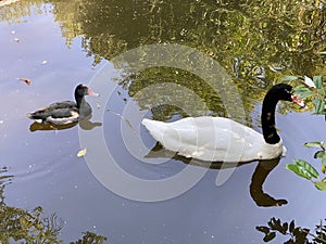 Black-necked swan Cygnus melancoryphus, Der Schwarzhalsschwan, Le cygne Ã  cou noir - The Zoo ZÃ¼rich Zuerich or Zurich
