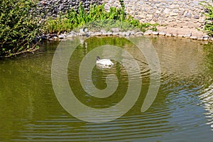 Black-necked swan Cygnus melancoryphus in lake