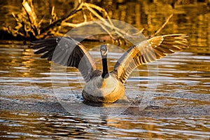 Black-necked swan (Cygnus melancoryphus)  in mid-flight, its wings spread wide against the lake