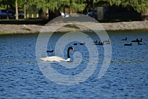 black-necked swan (Cygnus melancoryphus) in a park in Buenos Aires