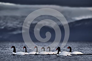 Black-necked swan, Cygnus melancoryphus, in sea water, snowy mountain in the background, Puerto Natales, Patagonia, Chile. Swans