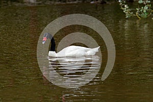 Black-necked Swan (Cygnus Melancoryphus) swimming