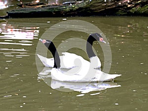 Black-necked swan Cygnus melancoryphus, swimming on a small pond