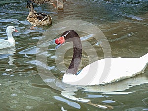 black-necked swan (Cygnus melancoryphus) on water