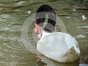 black-necked swan (Cygnus melancoryphus) on water