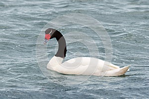 Black-necked swan (Cygnus melanocoryphus)