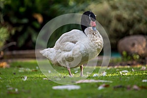 Black necked swan Cygnus melanocoryphus