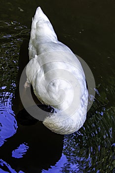 Black-necked swan - the largest waterfowl native to South America - Ecuador