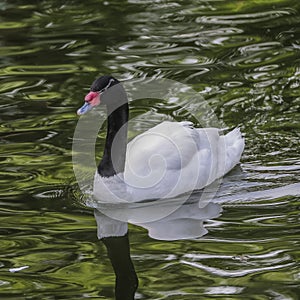 Black necked swan