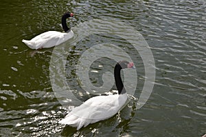 Black-necked Swan painted in black color neck and head, on a snowy white background.