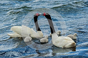 Black-Necked Swan Pair