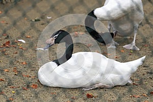 Black Necked Swan Resting on the ground captive environment